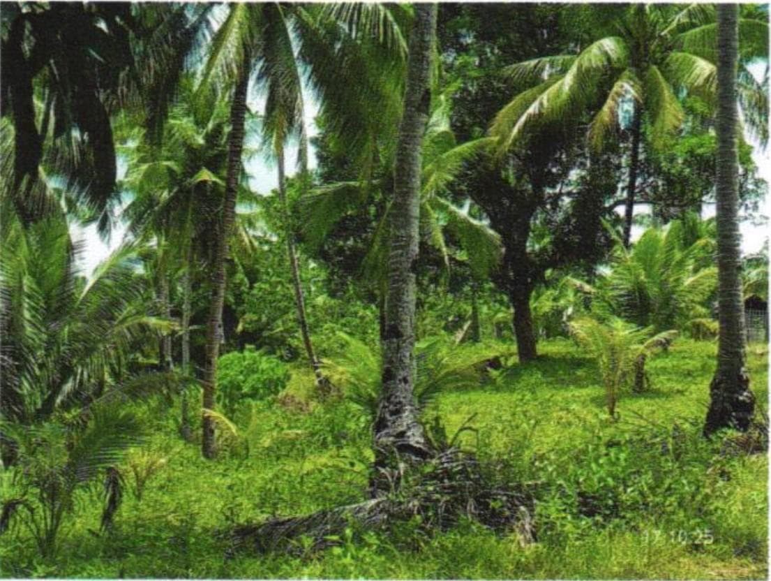 Agricultural, Vacant Lot, Lot Area: 4223.00 sq.m., Floor Area: 0.00 sq.m.